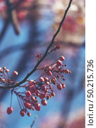 pink cassia bakeriana flower with blue sky, pink flower. Стоковое фото, агентство Ingram Publishing / Фотобанк Лори