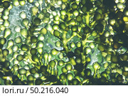 Photobioreactor in lab algae fuel biofuel industry. Algae fuel. Стоковое фото, агентство Ingram Publishing / Фотобанк Лори