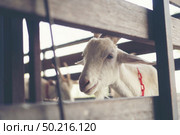 milk Goat in farm, organic milk goat. Стоковое фото, агентство Ingram Publishing / Фотобанк Лори