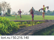Paddy rice field in Thailand. Стоковое фото, агентство Ingram Publishing / Фотобанк Лори