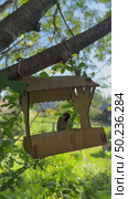 Vertical video of sparrows pecking crumbs from a wooden bird feeder on a tree on a summer day. (Lat. Passer domesticus) Natural background. Стоковое видео, видеограф Виктория Катьянова / Фотобанк Лори