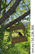 Vertical video of sparrow pecking crumbs from a wooden bird feeder on a tree on a summer day. (Lat. Passer domesticus). Sound of birds chirping. Natural background. Стоковое видео, видеограф Виктория Катьянова / Фотобанк Лори