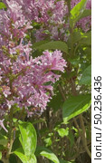 Close-up of a bee (Lat. Anthophila) collecting nectar from lilac flowers on a sunny summer day. Floral background. Beautiful summer landscape. Vertical video. Стоковое видео, видеограф Виктория Катьянова / Фотобанк Лори