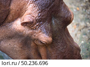 Hippo skin texture background, Hippopotamus. Стоковое фото, агентство Ingram Publishing / Фотобанк Лори