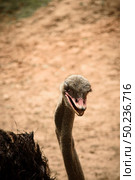 The closed op of ostrich  at safari zoo. Стоковое фото, агентство Ingram Publishing / Фотобанк Лори