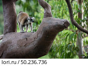  Wild Madagascar cat on the tree at safari zoo. Стоковое фото, агентство Ingram Publishing / Фотобанк Лори