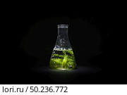 Algae biofuel in glassware test. Стоковое фото, агентство Ingram Publishing / Фотобанк Лори