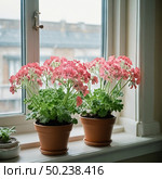 Two pots of lush, vibrant pink geraniums brighten a cozy indoor space, showcased against a sunlit window. Green leaves and delicate blooms bring life to the room Generative AI. Стоковое AI-изображение, AI-художник Юлия Петровская / Фотобанк Лори