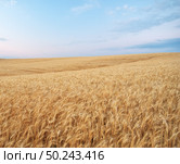 Landscape with warm colored yellow wheat crops on sunset on rural farmland. Ears of golden wheat. Rich harvest. Стоковое фото, агентство Ingram Publishing / Фотобанк Лори