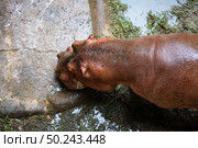 Hippo skin texture background, Hippopotamus. Стоковое фото, агентство Ingram Publishing / Фотобанк Лори