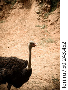 Adult ostriches in natural areas. Стоковое фото, агентство Ingram Publishing / Фотобанк Лори