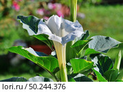 Datura after rain. Стоковое фото, фотограф Александр Карпенко / Фотобанк Лори