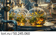 A sophisticated lab setup with plant specimens growing inside illuminated glass vessels, connected by scientific apparatus. Стоковое AI-изображение, AI-художник Данила Большаков / Фотобанк Лори