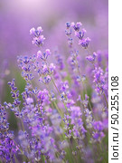 Lavender flowers closeup. Composition of nature, Стоковое фото, агентство Ingram Publishing / Фотобанк Лори