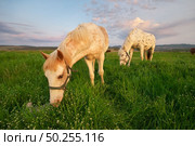White horse standing on a green field. Nature composition. Стоковое фото, агентство Ingram Publishing / Фотобанк Лори