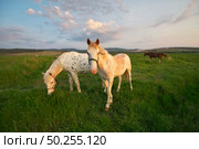White horse standing on a green field. Nature composition. Стоковое фото, агентство Ingram Publishing / Фотобанк Лори
