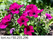 Петуния Каскадиас фиолетовая летом / Petunia Cascadia is purple in summer петунья. Стоковое фото, фотограф Roman Savateev / Фотобанк Лори