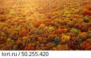 Aerial view from drone above treetops of autumn forest in an yellow, red and green colors in a light of bright beam of sun. Ecological environment concept.. Panoramic view of autumn bright forest in an yellow and red colors. Стоковое фото, агентство Ingram Publishing / Фотобанк Лори