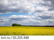 Yellow field of flowering rapeseed against a blue sky with clouds. Rapeseed fields are cultivated for vegetable oil for human consumption, forage, and biodiesel.. Natural landscape background with flowering rapeseed plant. Стоковое фото, агентство Ingram Publishing / Фотобанк Лори