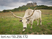 Big white bull with big horns. Nature animal. . Стоковое фото, агентство Ingram Publishing / Фотобанк Лори