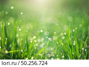 Macro of raindrop and bokeh background. Composition of nature. Стоковое фото, агентство Ingram Publishing / Фотобанк Лори