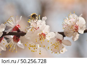 Bee on white spring tree apricot flower. Macro nature composition. Стоковое фото, агентство Ingram Publishing / Фотобанк Лори