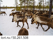 Стадо северных оленей в зимнем лесу. Стоковое фото, фотограф Мулык Виталий / Фотобанк Лори