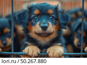 A close-up of an adorable black and tan puppy standing behind the bars of his pen. His expressive eyes are full of trust and hope, and his front paws rest gently on the bars of the cage. The background is slightly blurred, with other puppies visible, creating the feeling of a shelter or temporary housing. The photo evokes a strong emotional response - tenderness, pity and a desire to protect. Ideal for projects related to animal protection, charity, animal protection, shelters and the theme "don't buy - adopt". Стоковое AI-изображение, AI-художник Анна Кривицкая / Фотобанк Лори