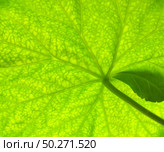 Macro of green leaf texture. Nature background. Стоковое фото, агентство Ingram Publishing / Фотобанк Лори