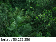 Earth Day concept with tropical forest background, natural sence with canopy tree in the wild. Стоковое фото, агентство Ingram Publishing / Фотобанк Лори
