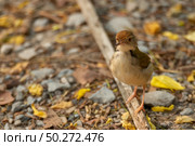 small bird living in the nature, common bird around the home. Стоковое фото, агентство Ingram Publishing / Фотобанк Лори