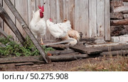 Rooster and white chickens in a homestead foraging feed at Backyard Coop. Brown hen wandering in a farmyard. Breeding livestock animals in agribusiness for free range organic egg and poultry industry. Стоковое видео, видеограф Марина Демидюк / Фотобанк Лори