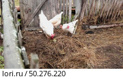Rooster and white chickens in a homestead foraging feed at Backyard Coop. Brown hen wandering in a farmyard. Breeding livestock animals in agribusiness for free range organic egg and poultry industry. Стоковое видео, видеограф Марина Демидюк / Фотобанк Лори