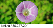 Field Bindweed flower - Convolvulus arvensis. Meadow flowers . Стоковое фото, фотограф Марина Демидюк / Фотобанк Лори