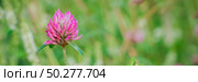 Trifolium pratense, the pink clover in the meadow against blurry green background. Web banner . Стоковое фото, фотограф Марина Демидюк / Фотобанк Лори
