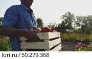 Farmer with a box of vegetables on a farm plot. Стоковое видео, видеограф Igor Skripachev / Фотобанк Лори