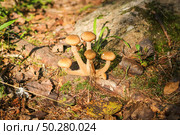 Lots of Armillaria mellea on a tree in the autumn forest. Стоковое фото, фотограф Марина Демидюк / Фотобанк Лори