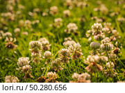 Trifolium pratense, the white clover in the meadow. White-flowered clover and Poa annua, or annual meadow grass in the sunlight. Стоковое фото, фотограф Марина Демидюк / Фотобанк Лори