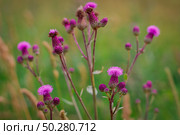 Cirsium arvense, a Creeping Thistle, blooming in the meadow. Meadow flowers. Field Thistle. Стоковое фото, фотограф Марина Демидюк / Фотобанк Лори