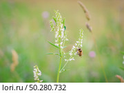 Melilotus albus, honey clover, white melilot, Bokhara clover, white clover with a Bee blooming in the meadow. Meadow flowers Close up. Стоковое фото, фотограф Марина Демидюк / Фотобанк Лори