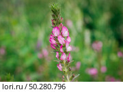 Ononis arvensis Flower on a green Background . Beautiful meadow Flowers in a Field. Стоковое фото, фотограф Марина Демидюк / Фотобанк Лори