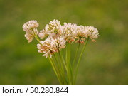 A bucket of Trifolium pratense, the white clover on green Background in summer in the sunlight. Стоковое фото, фотограф Марина Демидюк / Фотобанк Лори