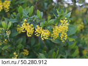 Barberry branch with yellow flowers. Berberis, commonly known as barberry. European barberry or simply barberry. Yellow flower bush. Стоковое фото, фотограф Марина Демидюк / Фотобанк Лори