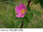 Dog rose flowers, Rosa canina flowers with leaves. Wild pink rose in nature. Стоковое фото, фотограф Марина Демидюк / Фотобанк Лори