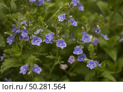 Blue wildflowers in the grass. Veronica chamaedrys. Стоковое фото, фотограф Марина Демидюк / Фотобанк Лори