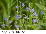 Blue wildflowers in the grass. Veronica chamaedrys. Стоковое фото, фотограф Марина Демидюк / Фотобанк Лори