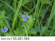 Blue wildflowers in the grass. Veronica chamaedrys. Стоковое фото, фотограф Марина Демидюк / Фотобанк Лори