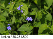 Blue wildflowers in the grass. Veronica chamaedrys. Стоковое фото, фотограф Марина Демидюк / Фотобанк Лори