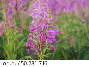 Chamaenerion angustifolium, a Fireweed blooming in the meadow. Стоковое фото, фотограф Марина Демидюк / Фотобанк Лори