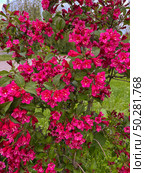 The weigela bush blooms with bright pink flowers in Belarus. Стоковое фото, фотограф IRYNA ZAKHARANKA / Фотобанк Лори